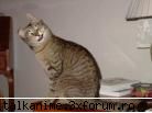 funny pics alta sweat administrator