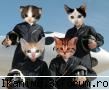 funny pics iarasi alta sweat administrator